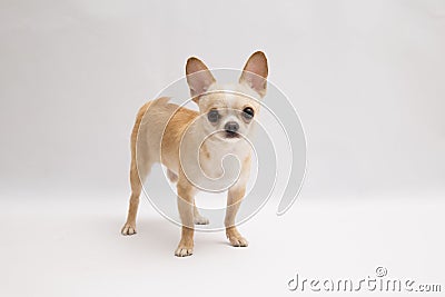 Black and tan cream long coated Chihuahua over white background Stock Photo