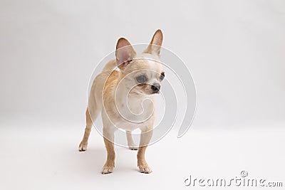 Black and tan cream long coated Chihuahua over white background Stock Photo