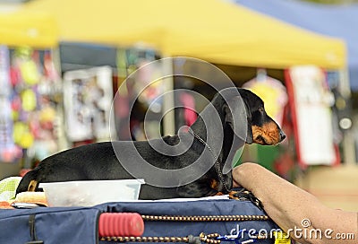 Black and tan Dachshund enjoying the sights sounds and smells Stock Photo