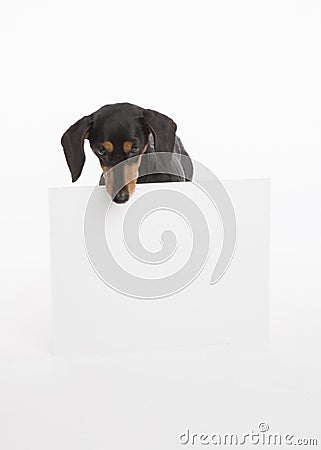 Black and tan dachshund looks down at a blank white sign Stock Photo