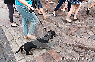 Black and tan dachshund walking on city street in summer Stock Photo