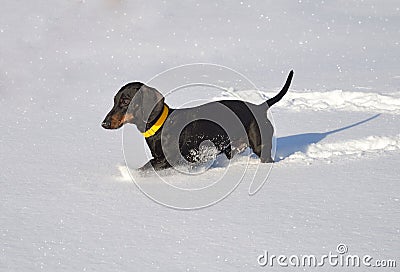 Black and tan dachshund walking on deep snow Stock Photo