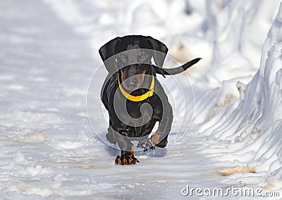 Black and tan dachshund walking on deep snow Stock Photo