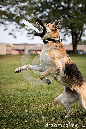 German shepherd dog park playing Frisbee jumping catching Stock Photo
