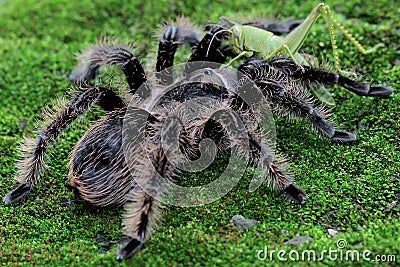 A black tarantula looking for prey in the bushes. Stock Photo