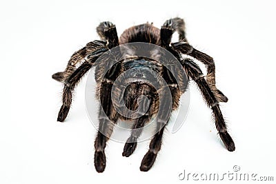 Black tarantula spider, large arthropod on white isolated background Stock Photo