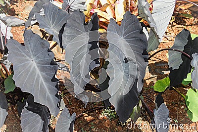 Black Taro Colocasia esculenta Stock Photo