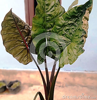 Black taro plants can be planted around the yard as an ornamental plant Stock Photo