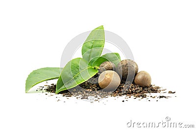 Tea seeds with fresh and dry tea leaves isolated on white background Stock Photo