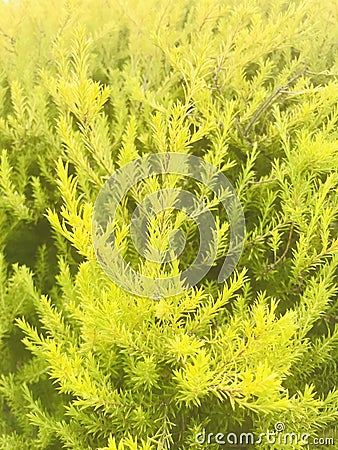 Black tea tree close up, in the morning. Stock Photo