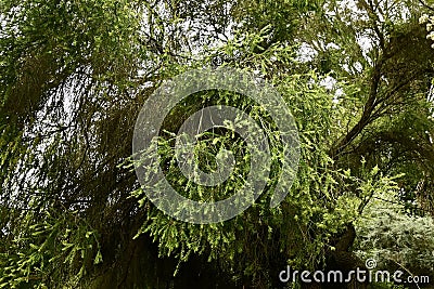 Black tea tree, Melaleuca bracteate, 1. Stock Photo