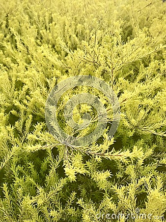 Black tea tree. Vertical photo image. Stock Photo