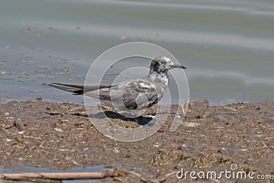 Black Tern (Chlidonias niger) Stock Photo