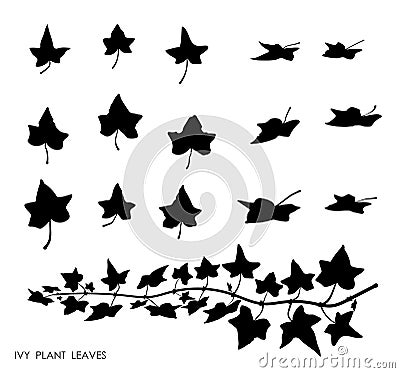 Black thin IVY liana grass leaves silhouettes isolated on white. Climbing thin plant. Autumn fallen field grass leaves. Stencil Vector Illustration