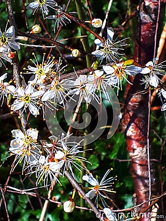 Black Thorn in Blossom and Bud, Spring Flowering in March - April Stock Photo