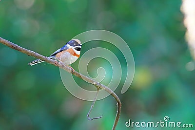 Black-throated Bushtit Stock Photo