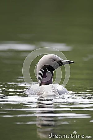 Black-throated diver, Gavia arctica Stock Photo