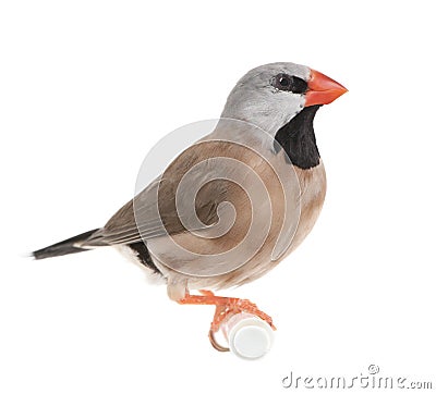 Black-throated Finch - Poephila cincta Stock Photo