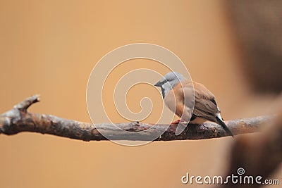 Black-throated finch Stock Photo