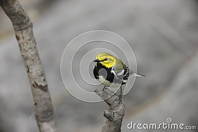 Black-throated green Warbler Stock Photo