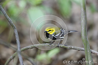 Black-throated green Warbler Stock Photo