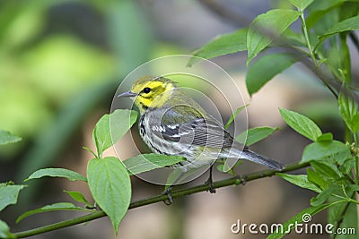 Black-throated Green Warbler Stock Photo