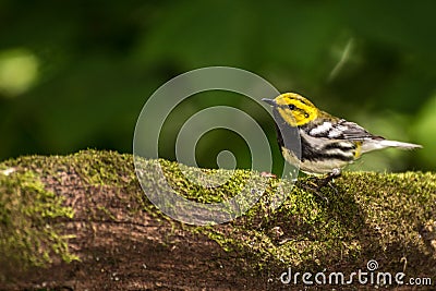 Black-throated Green Warbler Stock Photo