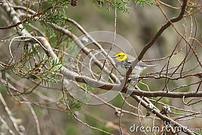 Black-throated green warbler Stock Photo