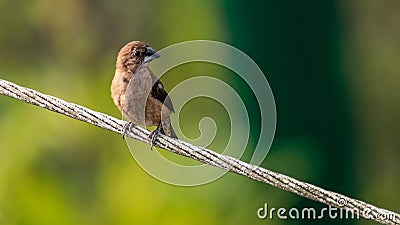 Black-throated munia or the Lonchura kelaarti Stock Photo