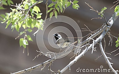 Black Throated Sparrow bird, Colossal Cave Mountain Park, Arizona