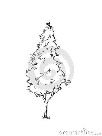 Black thuja - vector illustration. Vector Illustration