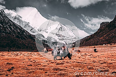 Black tibetan yaks in a pasture at snow mountains with dark clouds background Stock Photo