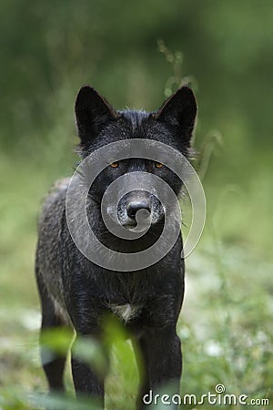 Black timber wolf Stock Photo