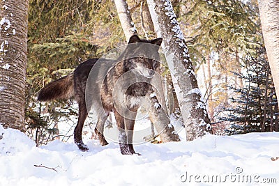 Black timber wolf at alert in snow Stock Photo