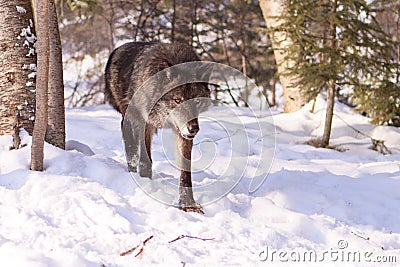 Black timber wolf coming out of trees Stock Photo