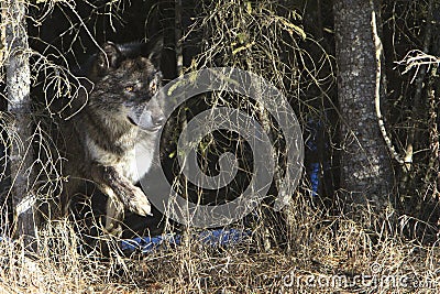 Black timber wolf leaving den Stock Photo