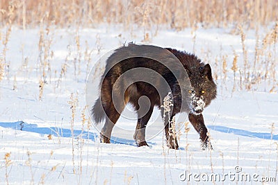 Black timber wolf with piercing yellow eyes Stock Photo