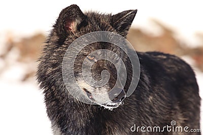 Black timber wolf portrait Stock Photo