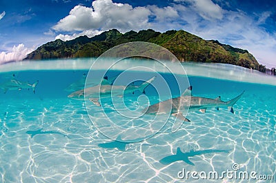 Black tip reef sharks in Moorea Tahiti French Polynesia Stock Photo