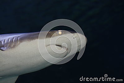 Black Tip Shark Stock Photo