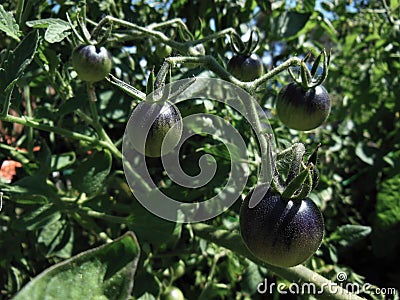 The Black Tomato Stock Photo