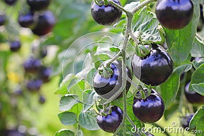 Black tomatoes on a branch in the garden. Indigo rose tomato Stock Photo