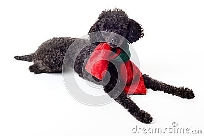 Black toy poodle with red and green scarf isolated Stock Photo