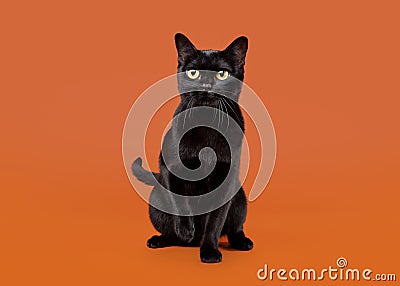 Black traditional bombay cat Stock Photo