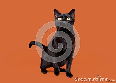 Black traditional bombay cat Stock Photo