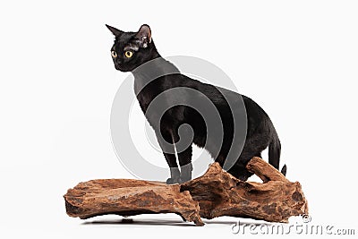 Black traditional bombay cat on white Stock Photo