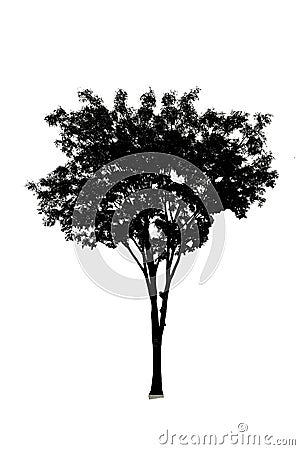 Black tree silhouette set of Thailand no.12 isolated on white background Stock Photo