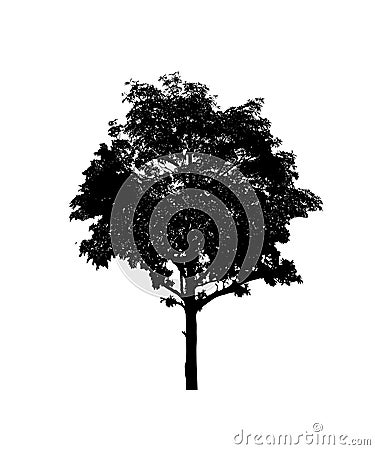 Black tree silhouette set of Thailand no.20 isolated on white background Stock Photo