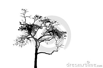 Black tree silhouette on white background. Tall tree vector silhouette isolated. Vector Illustration