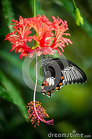 Black tropical butterfly on hibiscus flower Stock Photo